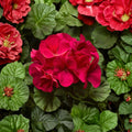Pinto Premium Violet Geranium Plants - 6 Live Plug Plants | Pelargonium Annual Flowers for Patio & Garden