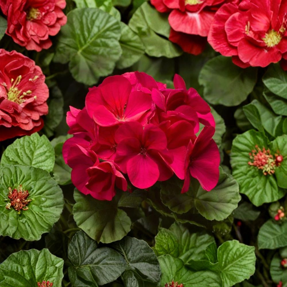 Pinto Premium Violet Geranium Plants - 6 Live Plug Plants | Pelargonium Annual Flowers for Patio & Garden