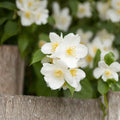 Sweet Mock Orange Live Plant – Philadelphus coronarius | 12–24" Bare Root Shrub | Fragrant White Blooms