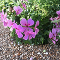 Lavender Ivy Geranium Cuttings - 8 Fresh Pelargonium Cuttings for Indoor & Outdoor