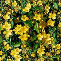 Carolina Jasmine Seeds – 300+ Pack Gelsemium sempervirens | Yellow Jessamine Vine