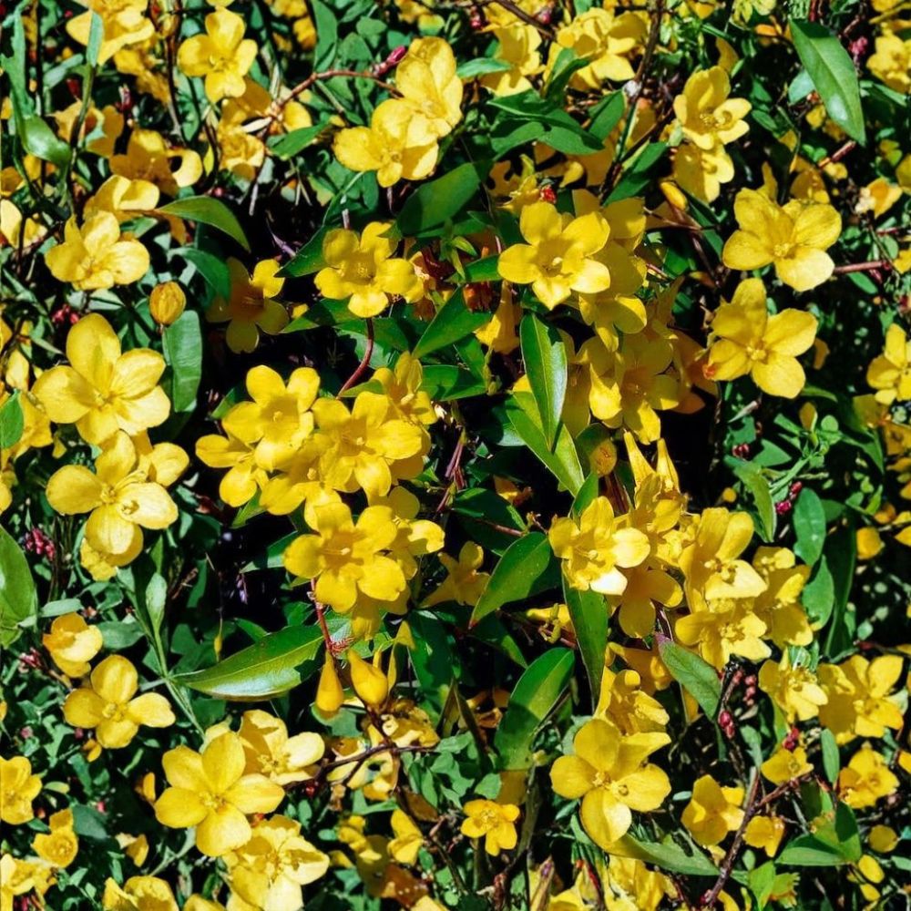 Carolina Jasmine Seeds – 300+ Pack Gelsemium sempervirens | Yellow Jessamine Vine