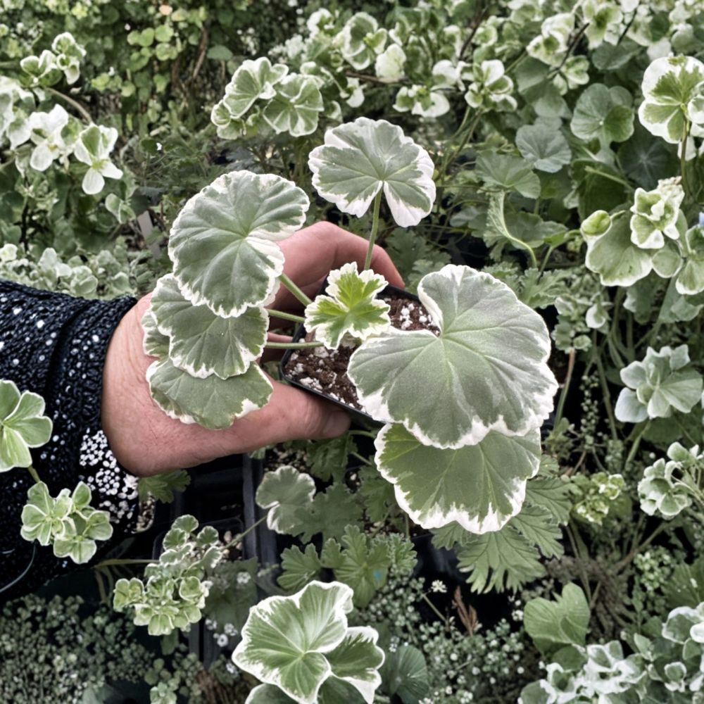 Pelargonium Wilhelm Langguth – Fancy Leaf Geranium with Red Double Flowers & Variegated Foliage