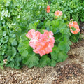 Salmon Pink Ivy Geranium Cuttings – Pelargonium peltatum Live Unrooted 6 Inch Cuttings for Hanging Baskets