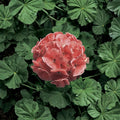 Ringo 2000 Light Salmon Geranium Seeds – 15 Zonal Geranium Seeds for Patio & Containers