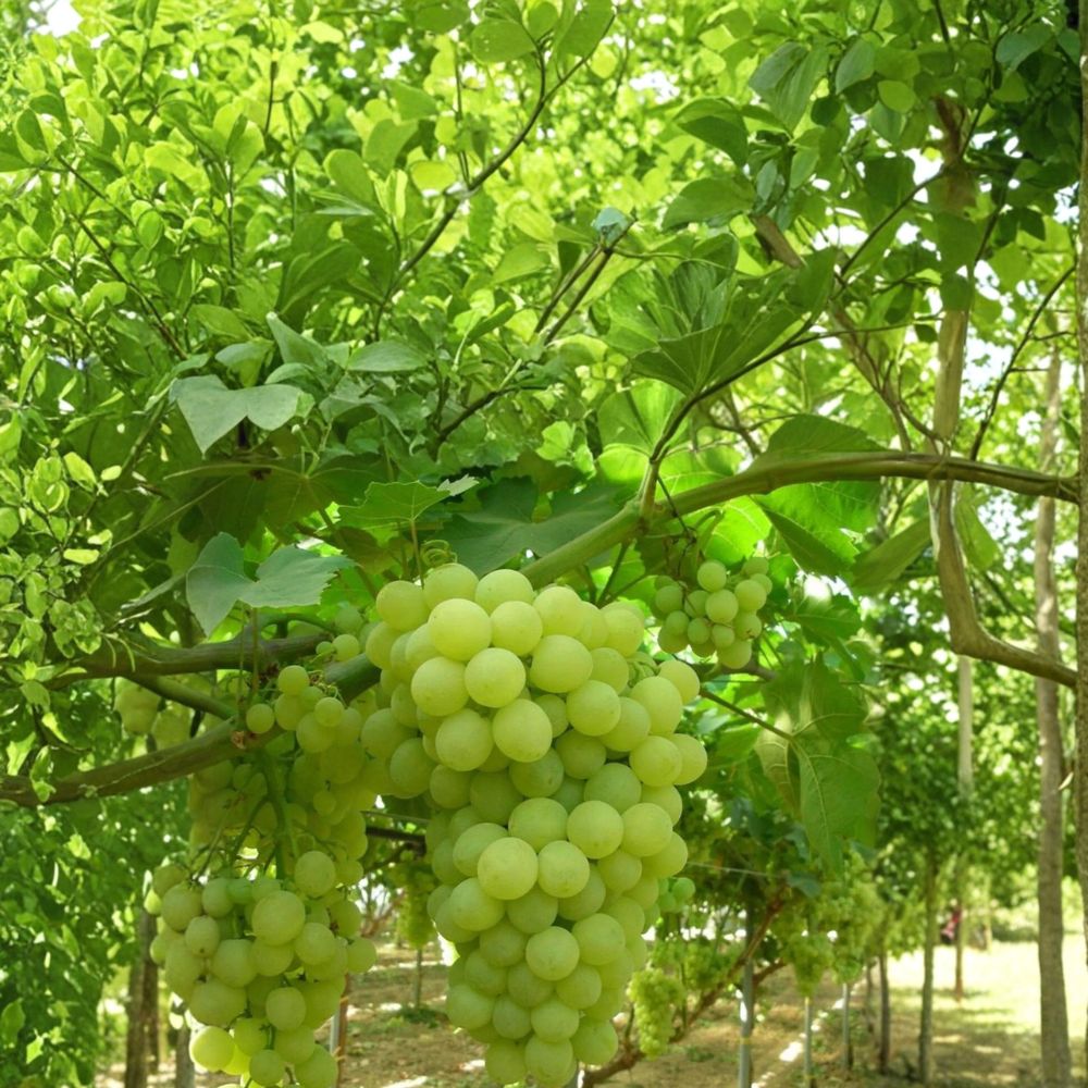 Thompson Seedless Grape Cuttings – Vitis vinifera Live Cuttings | 5 Pack Seedless Green Grapes for DIY Propagation