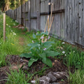 Russian Comfrey Live Root Cutting – Bocking 14 Comfrey Root | Symphytum × uplandicum | Organic Dynamic Accumulator