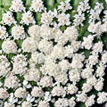 Geranium Multibloom White Pelargonium Seeds | 1,000 Coated Seeds | Continuous White Blooms | Compact Garden Variety