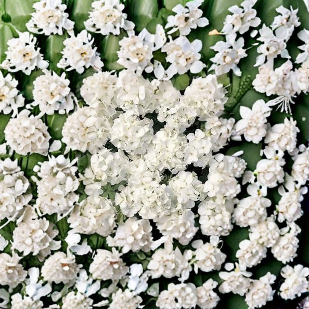 Geranium Multibloom White Pelargonium Seeds | 1,000 Coated Seeds | Continuous White Blooms | Compact Garden Variety