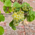 Müller-Thurgau Grape Vine Live Potted Plant | Cold Hardy White Wine Grape