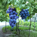 Kyoho Grape Cuttings – Vitis vinifera Live Cuttings | 6 Pack Japanese Giant Sweet Grape