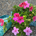 Martha Washington Geranium Cuttings - 6 Fresh Pelargonium Starter Plants