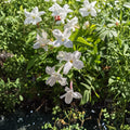 Jasmine Officinale Vine – Cold Hardy Fragrant Climbing Jasmine in Quart Pot