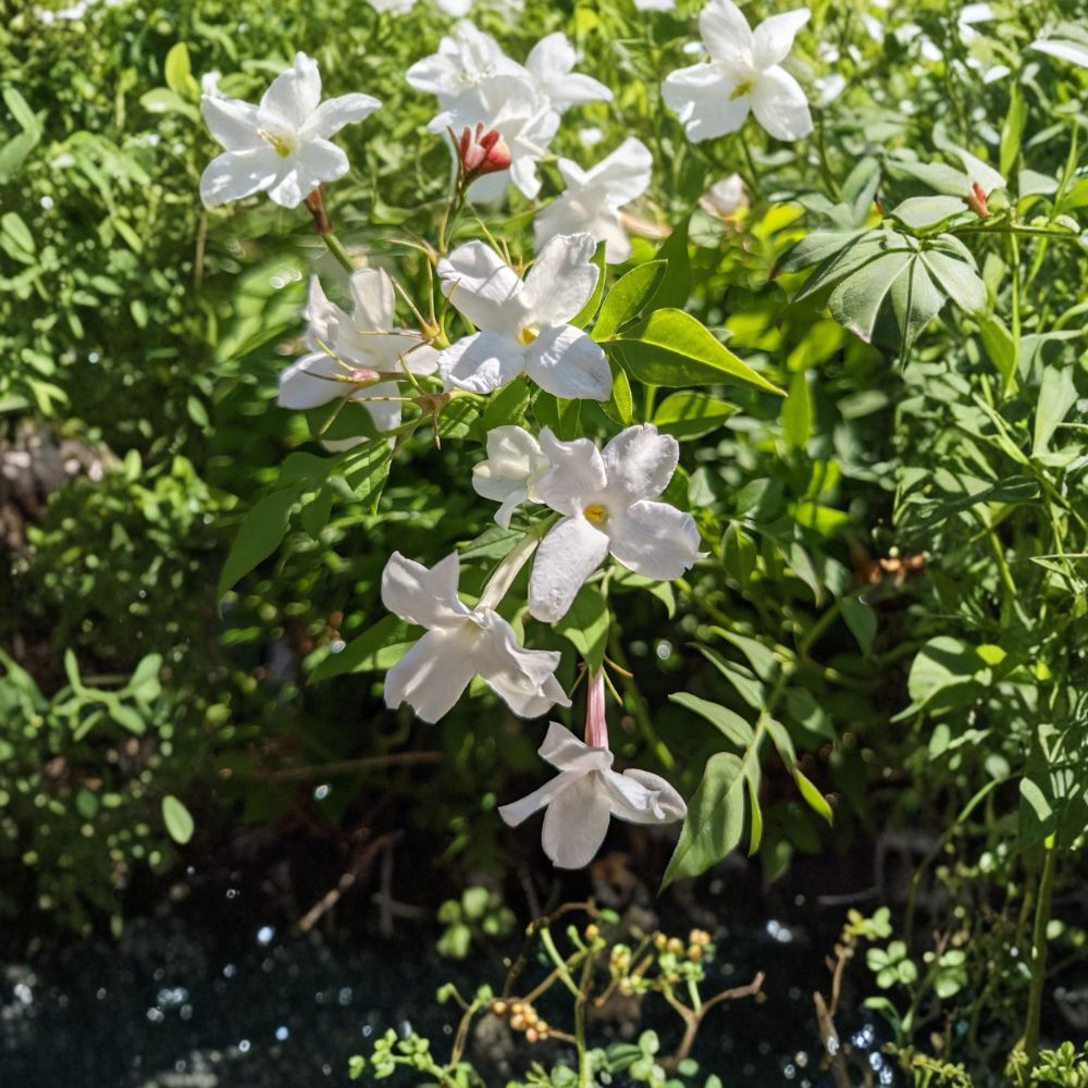 Jasmine Officinale Vine – Cold Hardy Fragrant Climbing Jasmine in Quart Pot