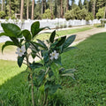 Dwarf Orange Jasmine Seeds – Murraya paniculata Short Variety 5 Pack | Compact Fragrant Evergreen Shrub