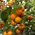 Giant Fuyu Persimmon Tree – Diospyros kaki Live Plant | Large Sweet Non-Astringent Japanese Persimmon