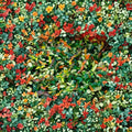 Asiatic Jasmine ‘Ogon Nishiki’ – Variegated Evergreen Climbing Vine & Groundcover Plant