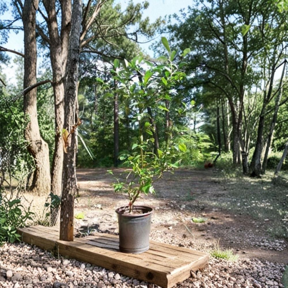 Brightwell Blueberry Plant - 1 Gallon Live Rabbiteye Blueberry Bush