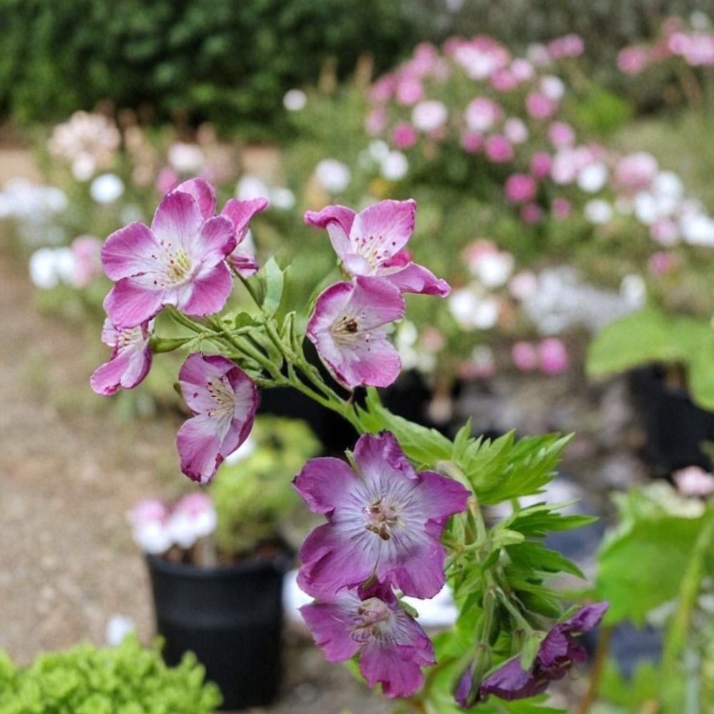 Mottisfont Rose Geranium Seeds – 25+ Premium Pelargonium Flower Seeds for Elegant Rose Blooms