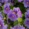 Geranium pratense ‘Purple Haze’ Seeds – Hardy Perennial Cranesbill with Purple-Violet Blooms