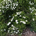 Cape Jasmine Seeds – 50 Pack | Gardenia jasminoides | Fragrant White Blooming Shrub