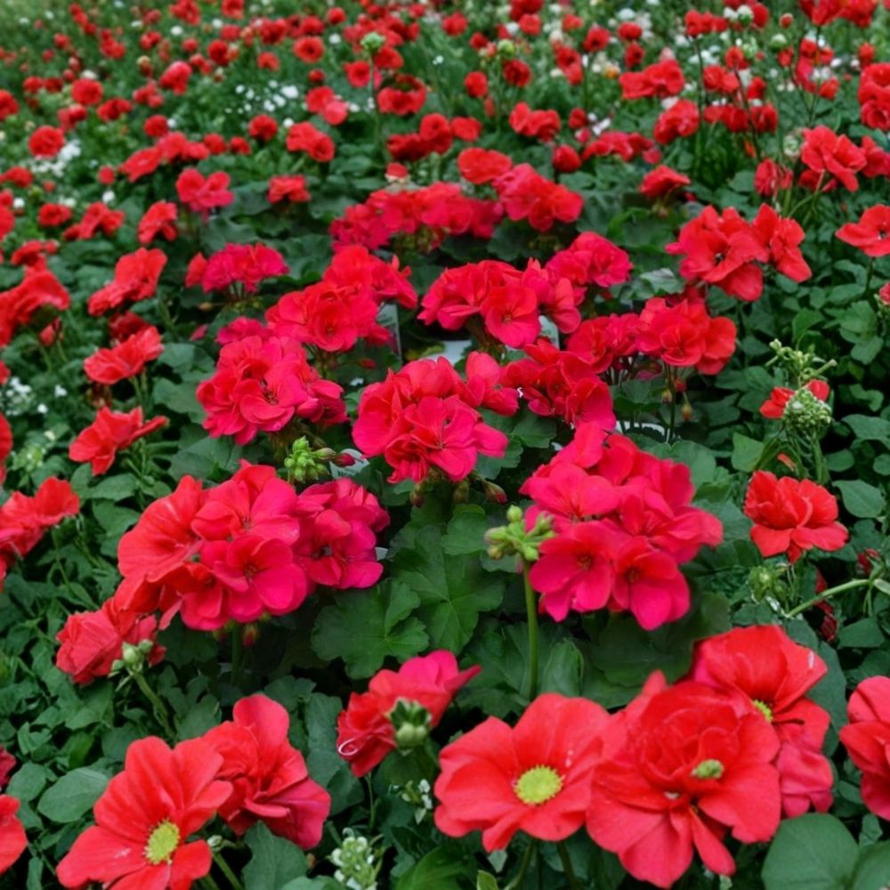 Cherry Rose Geranium Starter Plant – Live Flowering Patio & Container Plant