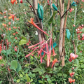 Coral Honeysuckle Lonicera sempervirens Live Plant | 1 Gallon Fragrant Flowering Vine