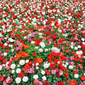 Mixed Color Geranium Seeds – 10 Pelargonium Zonale F2 Mix for Patio & Garden
