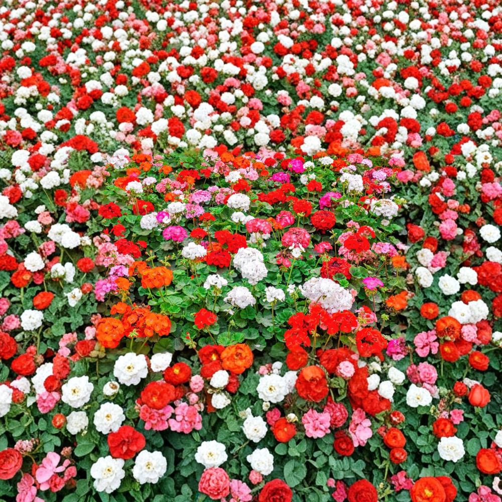 Mixed Color Geranium Seeds – 10 Pelargonium Zonale F2 Mix for Patio & Garden