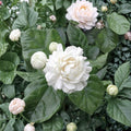 Grand Duke of Tuscany Jasmine – Jasminum sambac Live Plant | Double Flower Arabian Jasmine | 2–8 Inch Rooted Starter