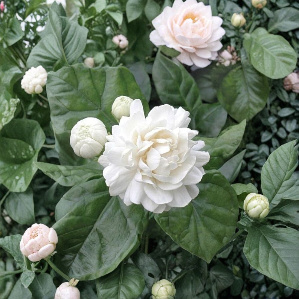 Grand Duke of Tuscany Jasmine – Jasminum sambac Live Plant | Double Flower Arabian Jasmine | 2–8 Inch Rooted Starter