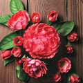 Geranium Pinto Premium Coral Pelargonium Seeds - 1,000 Pastel Coral Blooms