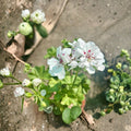 White Geranium Live Plant in 6-Inch Pot – Blooming Pelargonium for Patio & Garden