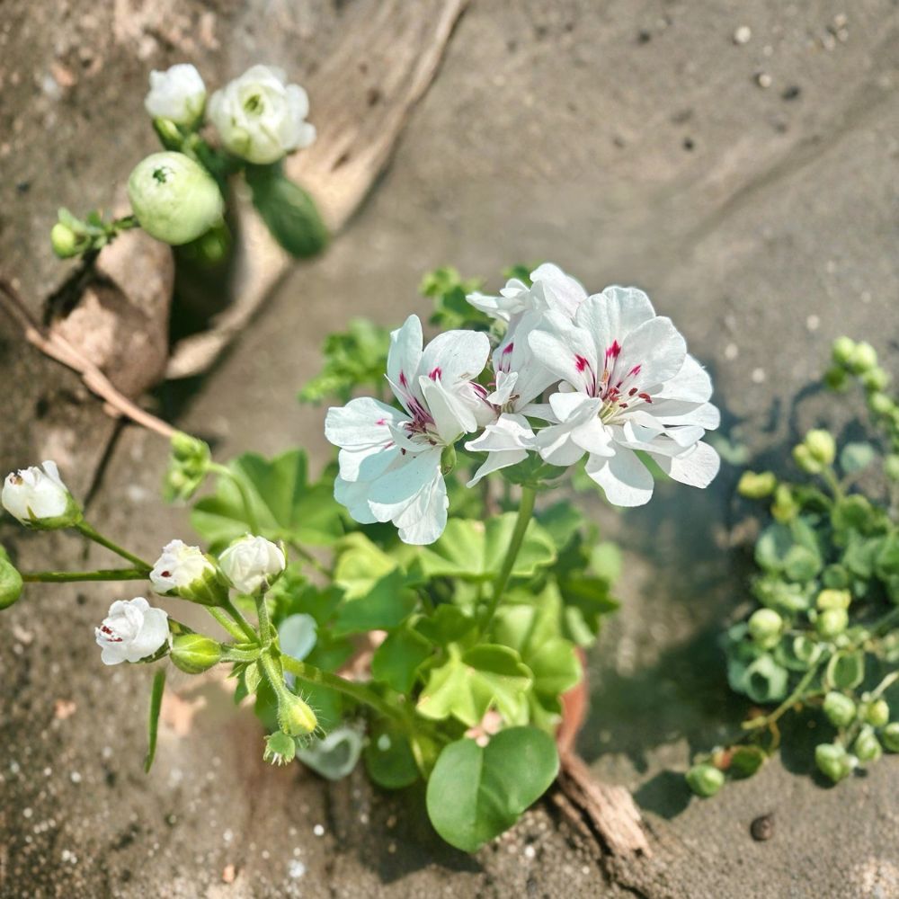 White Geranium Live Plant in 6-Inch Pot – Blooming Pelargonium for Patio & Garden