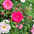 Red Knock Out® Rose – 3 Gallon Disease Resistant Shrub Rose with Cherry Red Blooms