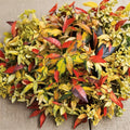 Trachelospermum asiaticum ‘Summer Sunset’ Seeds – Hardy Asiatic Jasmine Vine | 5 Seeds