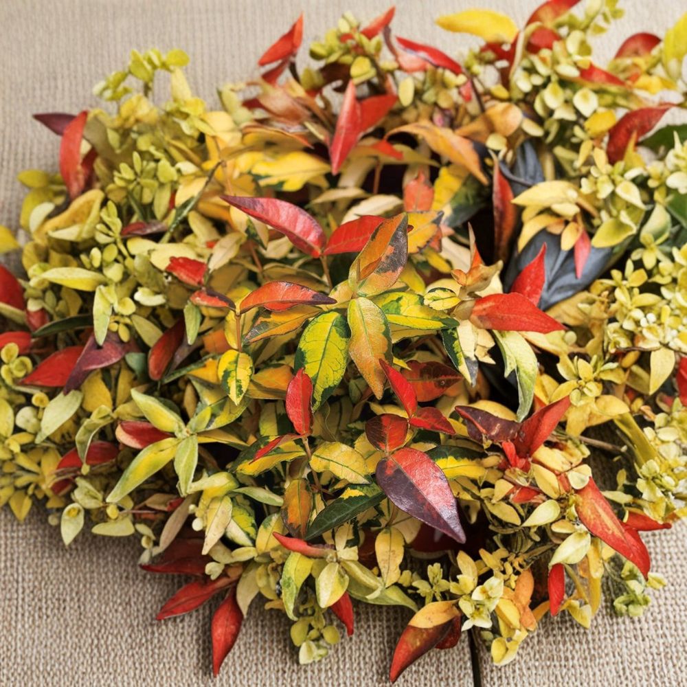 Trachelospermum asiaticum ‘Summer Sunset’ Seeds – Hardy Asiatic Jasmine Vine | 5 Seeds