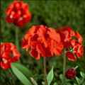 Geranium Pinto Premium Scarlet Deep Pelargonium Seeds | 1,000 Seeds | Hot Deep Scarlet Blooms