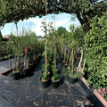 Prairiefire Flowering Crabapple Tree – Malus × robusta Live Plant | 4–6 Feet Tall | Red Spring Blooms | Ornamental Landscape Tree