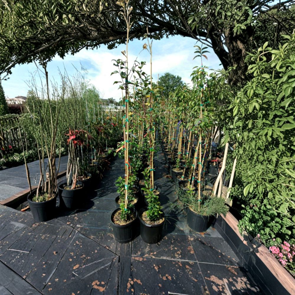 Prairiefire Flowering Crabapple Tree – Malus × robusta Live Plant | 4–6 Feet Tall | Red Spring Blooms | Ornamental Landscape Tree