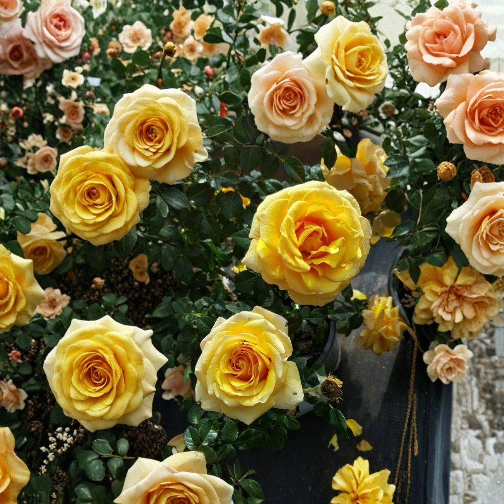 St. Tropez Floribunda Rose – 3 Gallon Rosa Hybrid Live Plant | One-Year-Old Field Grown Rose Bush