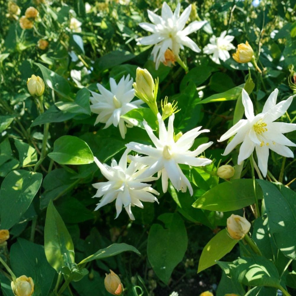 Belle of India Jasmine Plant – Jasminum sambac Double | Live Potted Starter | Fragrant Indoor Outdoor Tropical