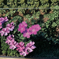 Geranium sanguineum Vision Violet Seeds | Hardy Perennial Cranesbill | 1,000 Violet Blooms