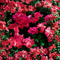 Fuchsia Ivy Leaf Geranium Seeds – Pelargonium Summer Showers | Trailing Flower Seeds