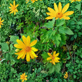 Perennial Mexican Sunflower Unrooted Cuttings | 6 Organic Tithonia diversifolia Cuttings