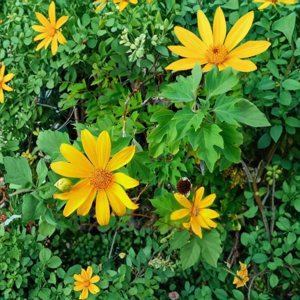 Perennial Mexican Sunflower Unrooted Cuttings | 6 Organic Tithonia diversifolia Cuttings