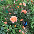 New Year Grandiflora Rose – 3 Gallon Rosa Hybrid Live Plant with Vibrant Orange Blooms