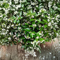 Star Jasmine Cuttings 6 Pack | Organic Trachelospermum jasminoides Vine | Fragrant White Flowers | Indoor & Outdoor