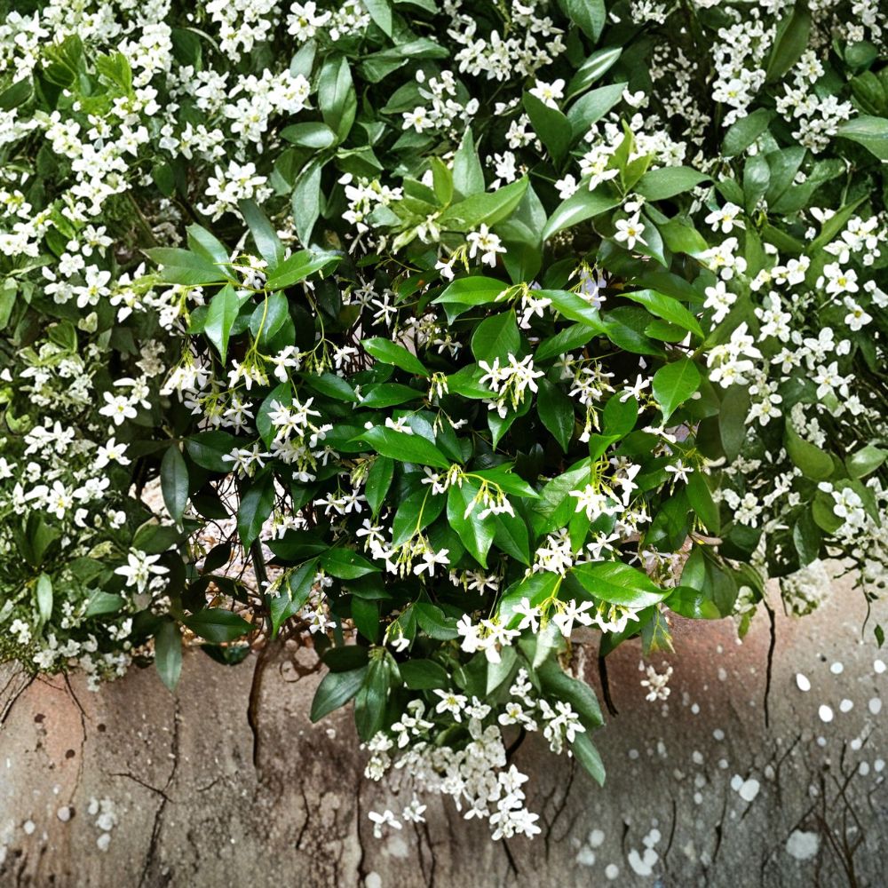 Star Jasmine Cuttings 6 Pack | Organic Trachelospermum jasminoides Vine | Fragrant White Flowers | Indoor & Outdoor