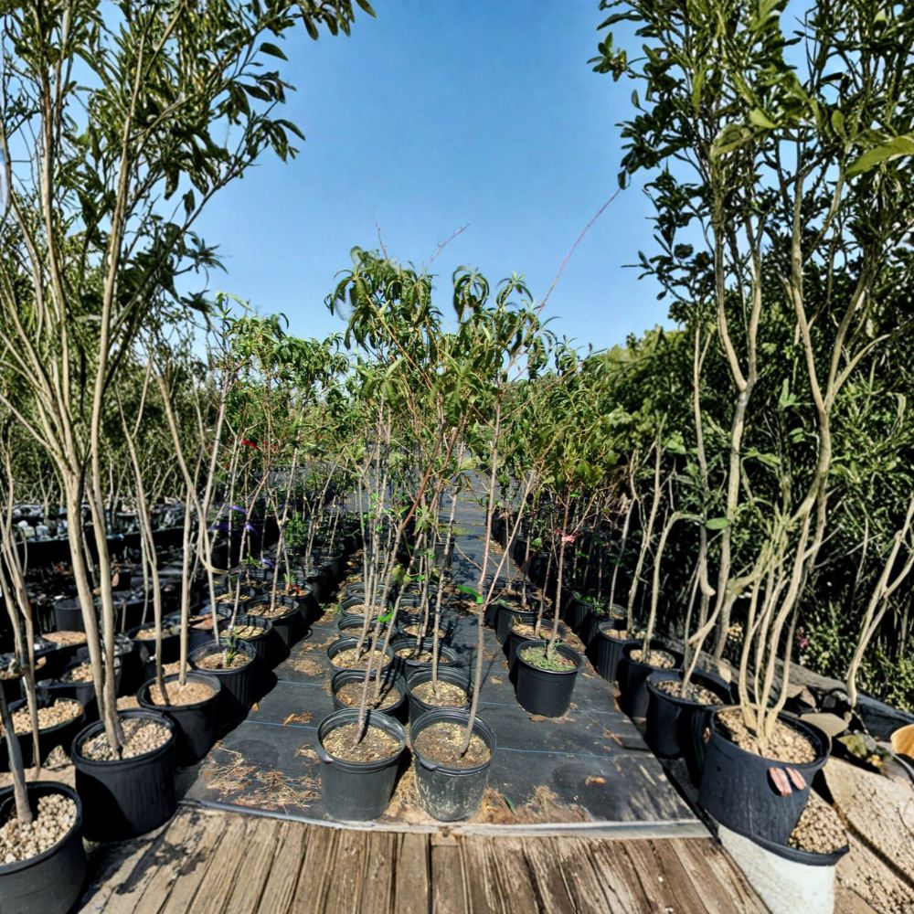 Jefferson Peach Tree – Prunus persica Live Plant | 4–6 Feet Tall Sweet Freestone Peach